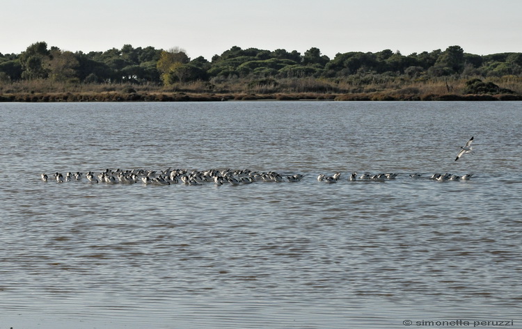 Oasi di Orbetello
